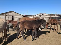 Stute, Horse breed — Foto 8