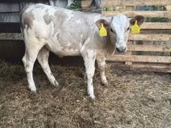 Stier, Charolais cattle