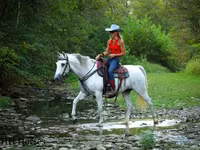 Stute, Quarter Horse — Foto 7