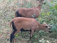 میش, Cameroon sheep — عکس 3