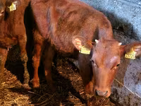 Lembu jantan, Simmental cattle — foto 3
