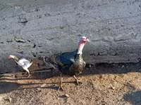 Ducks — รูปภาพ 5