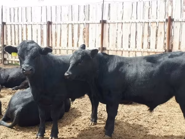 Býk, Holštýnské plemeno