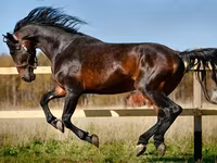 암말, Horse breed — 사진 1
