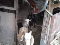 Dê cái, Saanen goat — ảnh 4