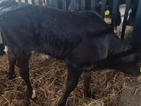 Sapi, Limousin cow — foto 2