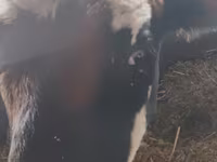 Buğa, Simmental cattle — foto 2