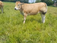 Sapi, Cast cow — foto 2