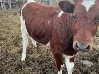 Rinder (Partie, Geschlecht nicht angegeben), Simmental cattle — Foto 4