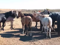 Cal, Mugalzhar horse — foto 1