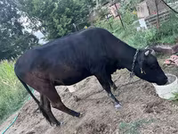 گاو ماده, گاو — عکس 7
