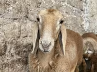 Owca, Arashan sheep — zdjęcie 2