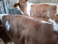 Touro, Simmental cattle — foto 2