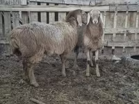 Brebis, Arashan sheep — photo 6