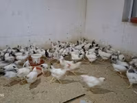 Chickens — photo 2