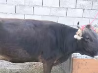 ላም, Latvian Blue cattle — ፎቶ 3