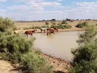 مادیان, Kazakh horse — عکس 2