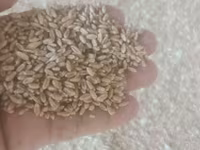 Кормовое зерно и дроблёнка для животных - Кукуруза: цельное зерно и — عکس 2