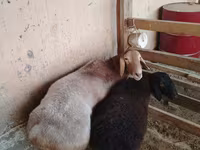 Carnero, Arashan sheep — foto 3