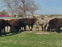 मेढ़ा, Hissar sheep — फ़ोटो 5