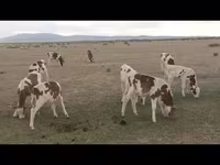 گاو نر, Swiss cattle — عکس 2