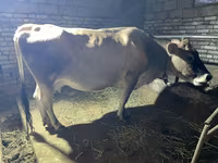 วัวตัวเมีย, Simmental cattle — รูปภาพ 2
