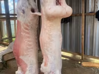 Свежая Домашняя баранина — foto 1