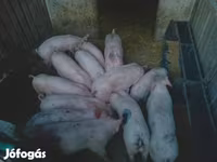 گراز نر, خوک — عکس 2