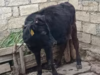 گاو ماده, آبرادین-آنگوس — عکس 1