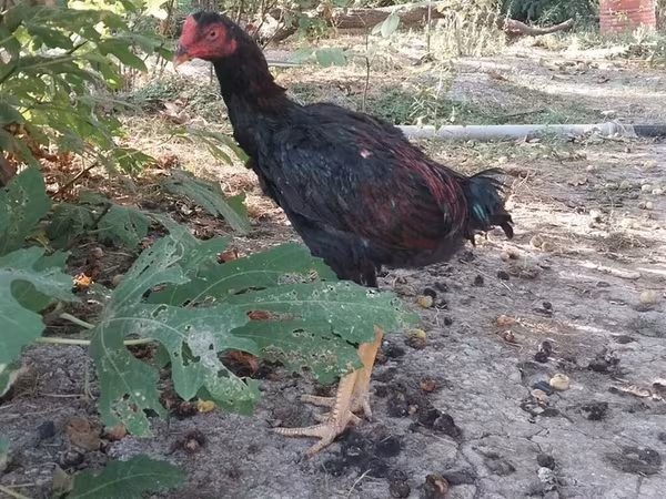 Chickens