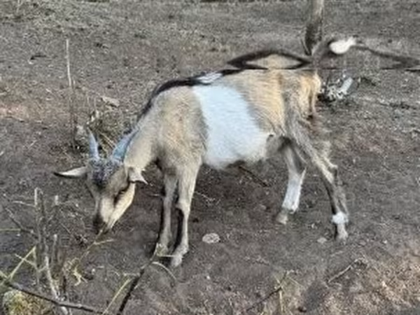 Billy Goat, Goats — Hungary