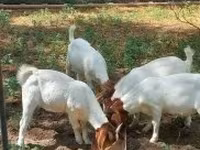 تيس, Boer goat — الصورة 7
