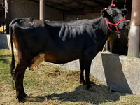 Крава, Swiss cattle — снимка 2