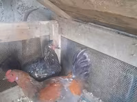Chickens — عکس 2