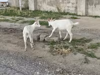 بز نر, بز — عکس 4