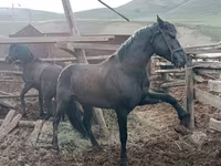 اسب نر, Altai horse — عکس 1