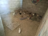 Chickens — foto 5