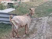 Koza, Kozy — foto 2