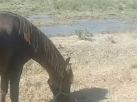 Iapă, Azerbaijan horse — foto 2