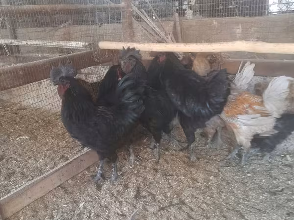 Chickens — Kyrgyzstan