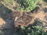 Silkie — foto 7