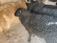 Vædder, Tsigai sheep — foto 4