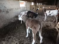 Vacă, Bovine — foto 4