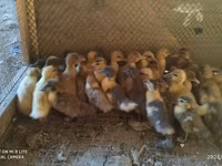 Ducks — foto 3