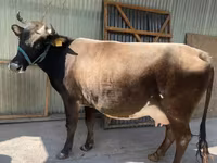 Vacă, Rasa Holstein — foto 6