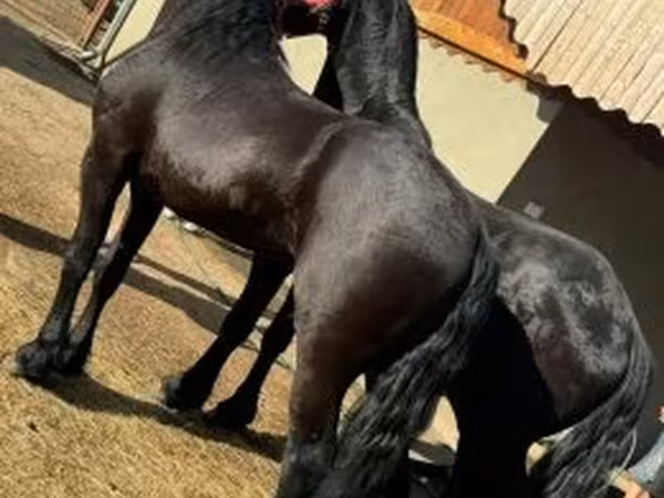 حصان, Friesian