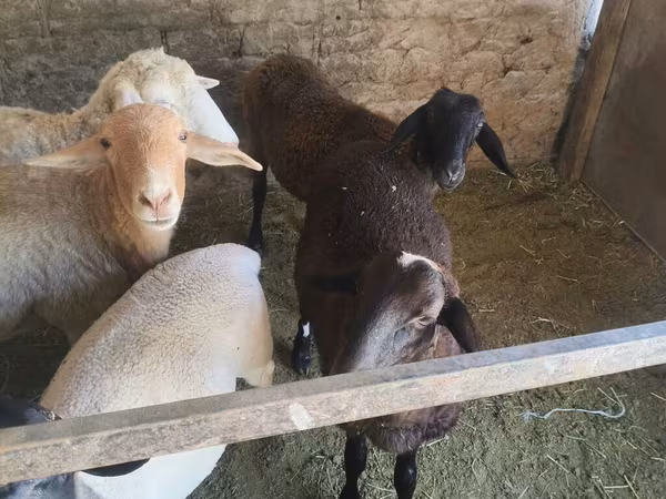 Ovce, Tian-Shan semifinewool sheep