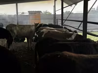 Banteng, Kazakh White-headed cow — foto 2