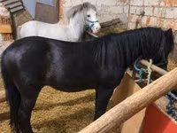 Faras, Horses — sawirka 2