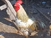 Chickens — լուսանկար 3